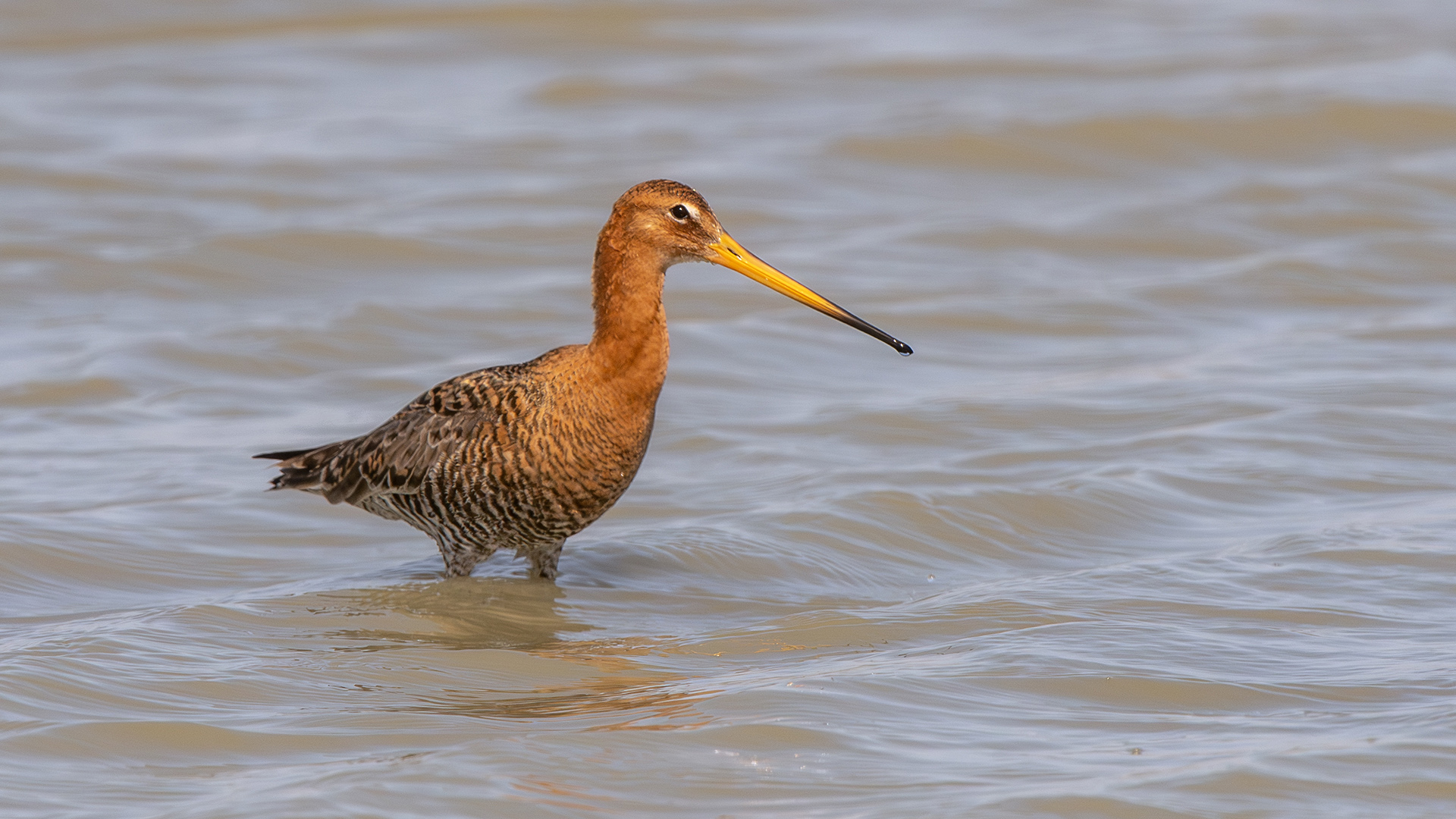 Black-tailed Godwit